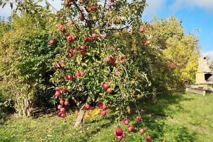 Schrebergarten zu pachten in Wellsee - Schwentinental