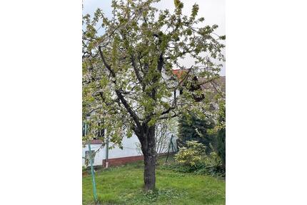 Charmantes Fachwerkhaus mit viel Platz in Bleichenbach - Ortenberg