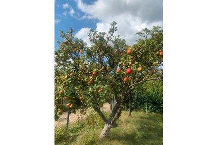 Kleingarten 560 qm - 1.500,00&nbsp;EUR Kaltmiete, ca.&nbsp; 0,00&nbsp;m&sup2; in Lüneburg (PLZ: 21337) Ebensberg