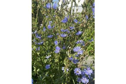 Schönes Grundstück für eine Traumhaus DHH - Hofstetten Hagenheim