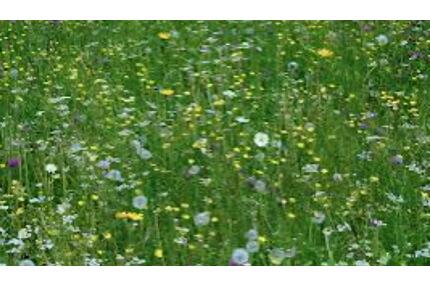 Freizeitgrundstück Wiese Garten Camping - Bad Oeynhausen