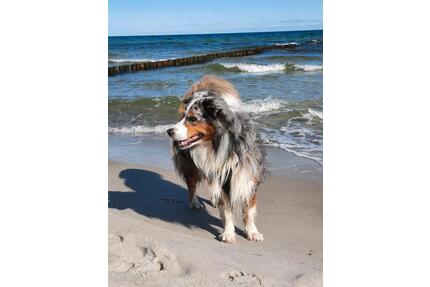 Schicke Ostsee-Ferienwohnung für 2-4 Personen, gern mit Hund - Leipzig Mitte