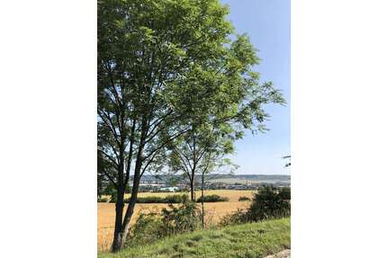 Wohnung zum Mieten in Laucha 427,00 € 61 m²