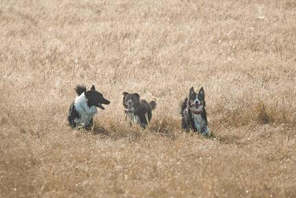 Last Minute mit Hund – 3 Nächte für 229 € (bei Bad Staffelstein) - Ebensfeld