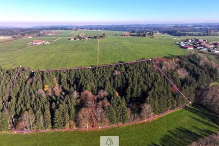 Schöner FICHTENALTBESTAND in ruhiger Lage des Ostallgäus - Eggenthal Völken
