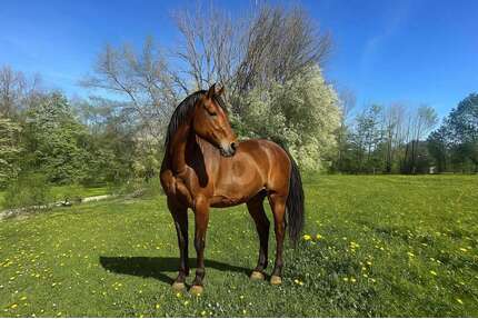 Grundstück zu verkaufen in Berg 210.000,00 € 2000 m²