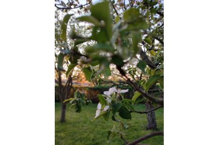schöner idyllischer Garten in ruhiger Lage abzugeben - Frankenberg (Sachsen)