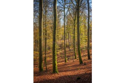 Wald, Outdoor, Bushcrafting, Brennholz, Wochenend Grundstück - Rammelsbach