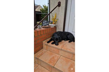 Ferienhaus am Plauer See 95m2 2-5 Personen mit Hund - Plau am See