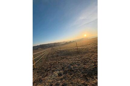 Offenstall Pferdestall Weideplatz Pferd Wallach - Scheyern