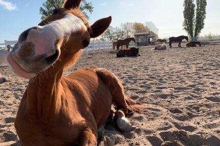 Urlaub mit dem Pferd 5* zum Wohlfühlen und durchatmen - Burgdorf