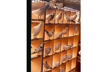 Garten Grundstück Tauben Vögel Hüner - Solingen