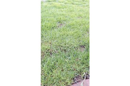 Grundstück oder Haus in Innenstadt Meldorf