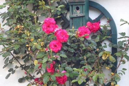 Bad Bevensen - Großzügige 2-Zimmer-Erdgeschosswohnung in 2-Parteien-Haus – überdachte Terrasse, Garage & ruhige Lage