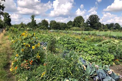 Garten mieten in Hamburg – 6 Monate – mit über 20 Gemüsesorten - Barsbüttel