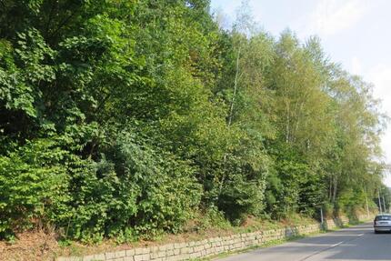 Hertigwalde bei Sebnitz , 2036 qm Wald , Hanglage