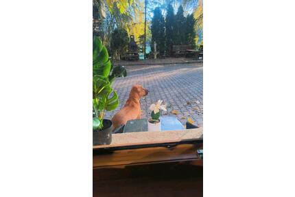 Wunderschöne kleine 1 Zimmer Wohnung in Habsthal ab Mai 2026 - Krauchenwies