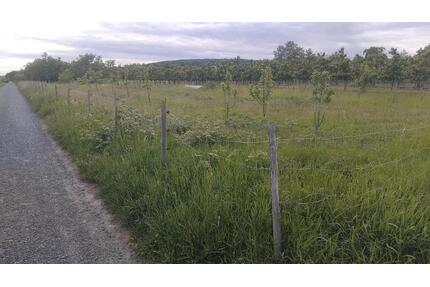 Garten Grundstück - 250,00&nbsp;EUR Kaltmiete, ca.&nbsp; 0,00&nbsp;m&sup2; in Wiesbaden (PLZ: 65207) Bierstadt