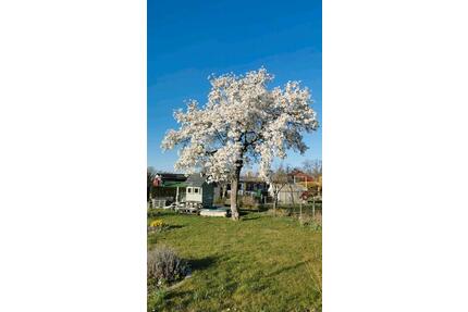 Kleingartenparzelle im KGV Zum Hasen e. V. abzugeben - Leipzig Südwest