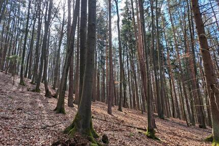 Waldgrundstück - 5,00&nbsp;EUR Kaltmiete, ca.&nbsp; 0,00&nbsp;m&sup2; in Kastl (PLZ: 92280)