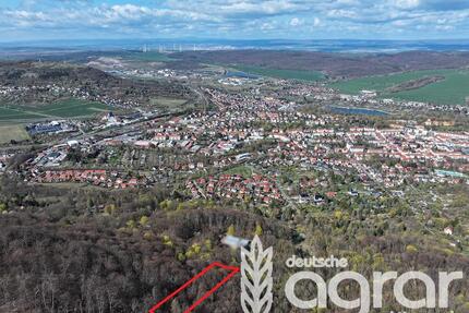 Stattlicher Buchenmischwald (ca. 0,4 ha) am südl. Stadtrand von Sonderhausen - Sondershausen
