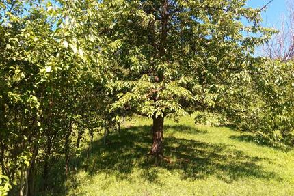schön gelegenes GRUNDSTÜCK in Neckarhausen zu verpachten - Nürtingen