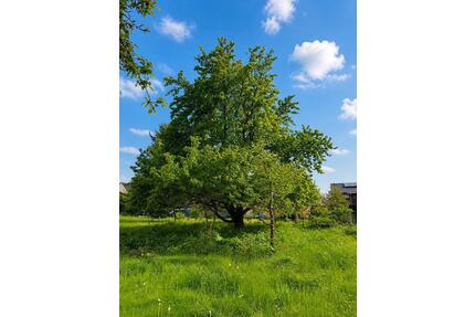 550 m2 Streuobstwiese Garten in Seulberg zu verpachten - Frankfurt am Main Ginnheim