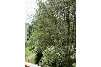 Wohnung zum Kaufen in Weinheim 375.000,00 € 111 m²