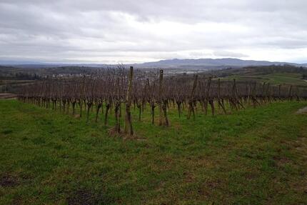 Reben zu verpachten Spätburgunder 19Ar ökologisch Malterdingen EM - Ringsheim