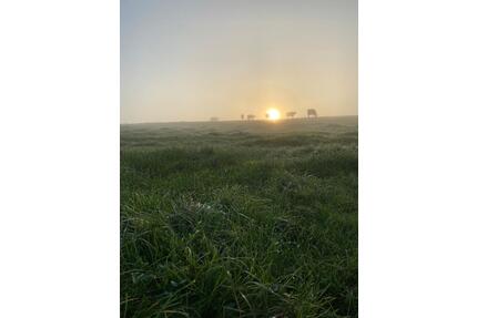Grünland potentielle Ausgleichsfläche am Bachlauf - Nauort
