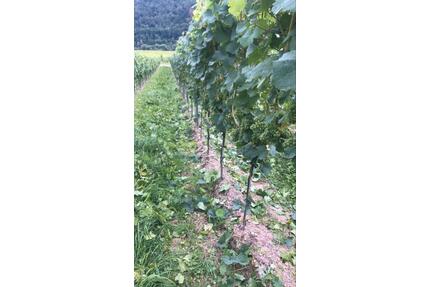 Weinberge Zeller Schwarze Katz - 3,00&nbsp;EUR Kaltmiete, ca.&nbsp; 0,00&nbsp;m&sup2; in Zell (Mosel) (PLZ: 56856)