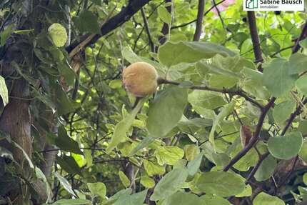 Grundstück zu verkaufen in Schorndorf 250.000,00 € 375 m²