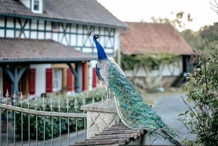 Pferdeimmobilie: Historischer Hof in Fast-Alleinlage - Itzgrund