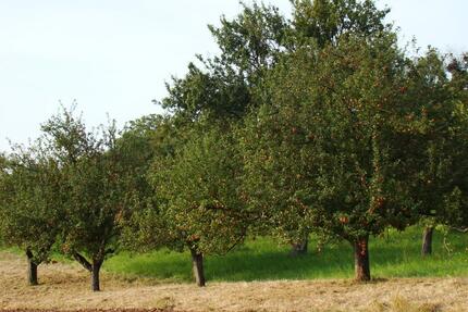 Streuobstwiese zwischen Merzig Harlingen 1613m²
