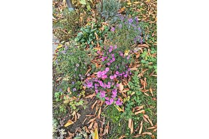 Garten in Altenhain - 1.000,00&nbsp;EUR Kaltmiete, ca.&nbsp; 0,00&nbsp;m&sup2; in Leipzig (PLZ: 04317) Südost