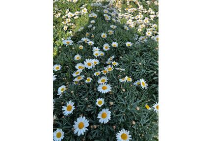 barrierefrei leben - gepflegtes 1-2 Familienhaus in schöner Lage - Niddatal