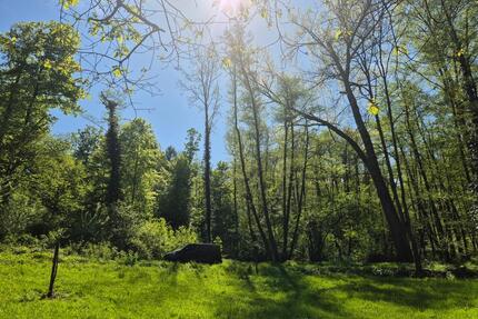 Wiese Grundstück 76530 BAD Ebersteinburg zu verpachten 832m² - Baden-Baden