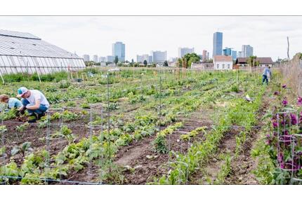 Dein eigener Gemüsegarten – Gartenparzellen zur Miete - Lübeck Alt-Travemünde / Rönnau