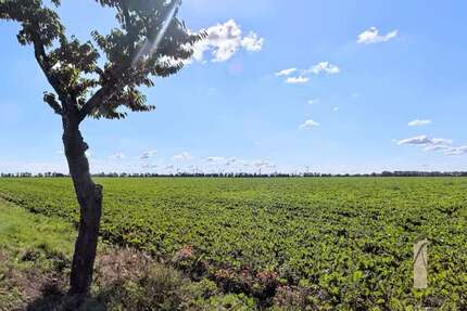 Grundstück zu verkaufen in Rottmersleben 106.125,00 € 849 m²