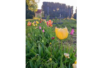 sonniger Eigentumsgarten, Privatgrundstück, Eigentumsland - Blankenhain