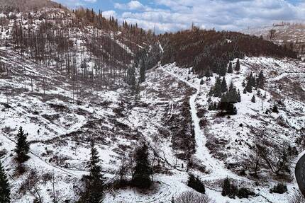 1 ha Waldfläche im Harz - gerodeter Fichtenbestand - Braunlage