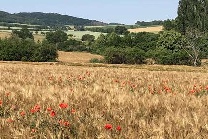 Wohnung zum Mieten in Laucha 335,00 € 51 m²