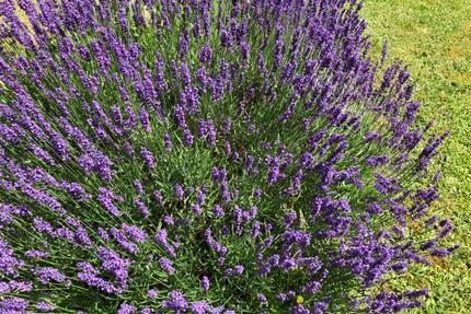 Ideal geschnittene, helle 1 Zimmerwohnung mit Südwestbalkon - Bad Kreuznach Bad Münster am Stein-Ebernburg