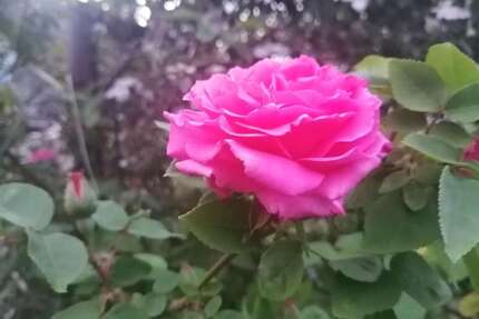 Haus zum Kaufen in Knittelsheim 625.000,00 € 150 m²