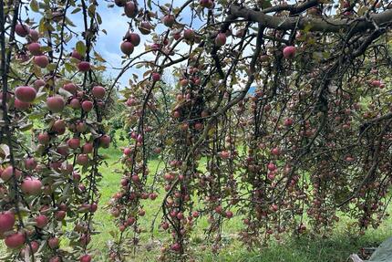 Obstbaumwiese Garten Gütle Freizeitgrundstück Stückle Wiese Obst - Metzingen