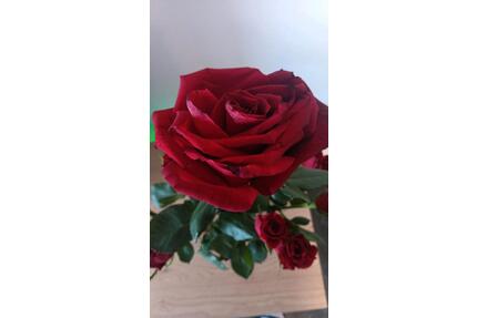 Schrebergarten - 7.000,00&nbsp;EUR Kaufpreis, ca.&nbsp; 0,00&nbsp;m&sup2; in Kaltenkirchen (PLZ: 24568)