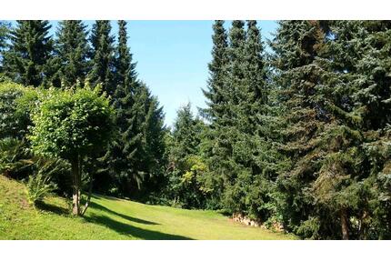 Schöne Wohnung ca. 80 m² in Katzwinkel zu vermieten - Katzwinkel (Sieg)