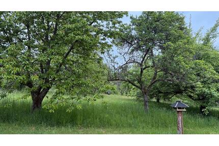 Obstwiese Grundstück 2400 m² in Wattweiler Ketter Berger Hof zu - Völklingen