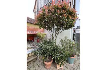 Wohnung zum Mieten in Heidelberg - Kirchheim 910,00 € 65 m²