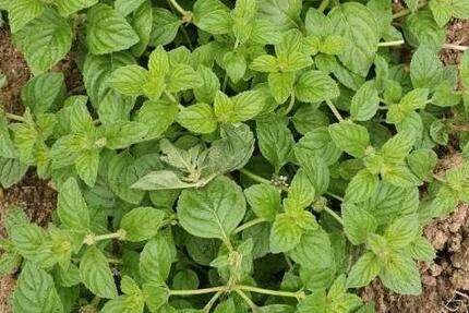 Garten teil frei zur Mitbenutzung Hennef Eitorf - Köln